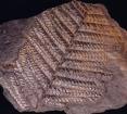 fern fossil